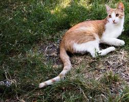 gato atigrado macho real foto