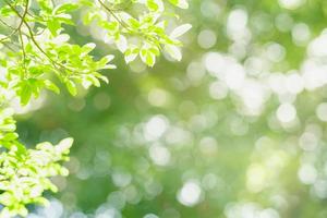 primer plano de la hermosa vista de la naturaleza hoja verde sobre fondo verde borroso en el jardín con espacio de copia utilizando como concepto de página de portada de fondo. foto