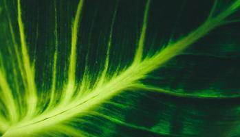 Abstract nature green blurred background nature leaf on greenery background in garden with copy space using as background wallpaper page concept. photo