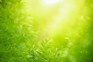 primer plano de la hermosa vista de la naturaleza hoja verde sobre fondo verde borroso en el jardín con espacio de copia utilizando como concepto de página de portada de fondo. foto