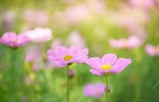 Closeup of pink Cosmos flower with yellow pollen under sunlight with copy space using as background natural plants landscape, ecology wallpaper cover page concept. photo