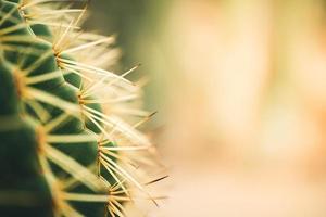 Closeup of green cuctus thorns on blurred yellow and greenery background in garden with copy space using as background cover page concept. photo