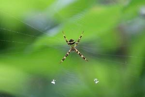 araña cruzada de san andrés en su web foto