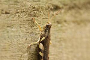 Rufous Legged Grasshopper on a wooden plank photo
