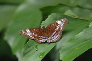 Knight Butterfly sun bathing with wings spread out photo