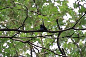 Greater Racket Tailed Drongo in a forest photo