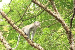 Long tailed Macaque macaca fascicularis photo