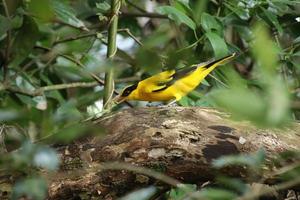 oropéndola de nuca negra en una reserva natural de manglares foto