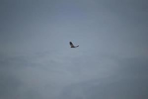 águila marina de vientre blanco volando en el aire foto
