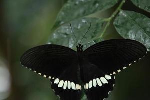 mariposa de cola de golondrina mormona común descansando sobre una hoja bajo la sombra foto