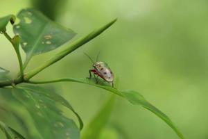 Mangrove Jewel Bug in a marsh mangrove on a leaf photo