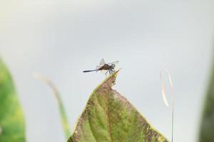 Oriental Blue Dasher perching in a park on a branch photo