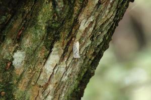 White Flatid planthopper on a tree trunk photo