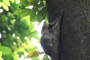 Sunda colugo in a nature reserve under the shade in a reserve photo