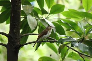 Mangrove Whistler up on the tree tops photo