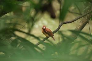 martín pescador rubicundo en una rama de árbol en un manglar foto