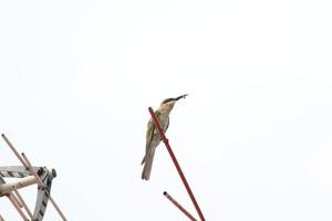 Blue tailed bee eater on an antennae looking for insects to eat photo