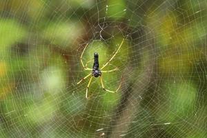 Black Golden Orbweaver Spider on its web waiting for prey photo