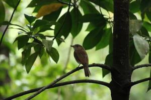 Mangrove Whistler up on the tree tops photo