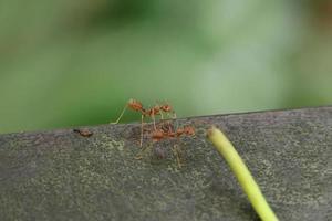 Red Weaver Ants on a wooden plank photo