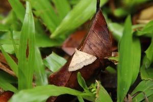 Gesonia obeditalis brown moth on the floor photo