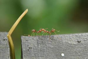 hormigas tejedoras rojas en un tablón de madera