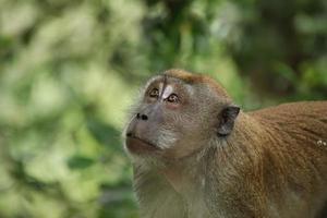 mono macaco de cola larga mirando al cielo o al suelo foto