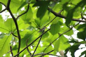 atrapamoscas marrón asiático en lo alto del árbol foto