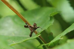 mono saltamontes marrón en una hoja frente a la cámara foto