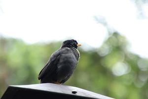 Javan Mynah on a lamppost under the sun photo