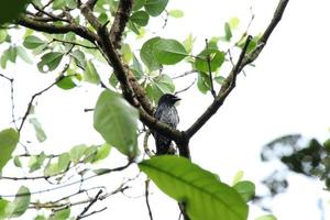 cuervo facturó drongo en las copas de los árboles bajo el sol foto