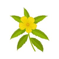 Vector illustration, Turnera diffusa or called as damiana, isolated on white background.
