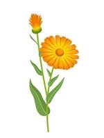 Vector illustration, Calendula officinalis also called marigold, isolated on white background.