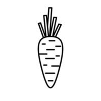 Outline vector carrot icon. isolated on white background.