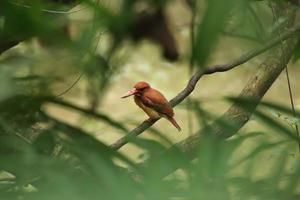 martín pescador rubicundo en una rama de árbol en un manglar foto