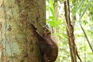 sunda colugo en una reserva natural bajo la sombra en una reserva foto