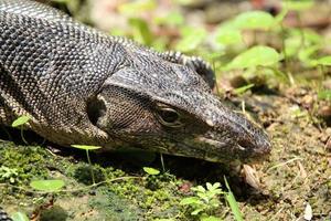 Southeast Asian Water Monitor Lizard sun bathing photo