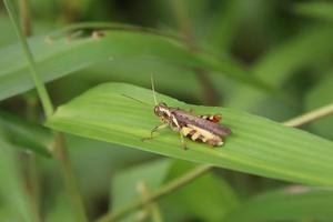 saltamontes de patas rufas en una hoja foto