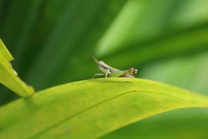 Short Winged Rice Grasshopper on a leaf photo