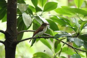 Mangrove Whistler up on the tree tops photo