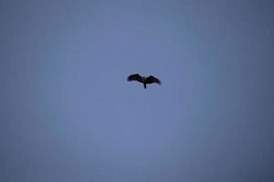 cometa brahminy volando en el cielo volando foto