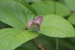 Gram Blue Butterfly on a leaf photo