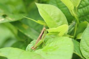 Short winged rice grasshopper under the sun photo