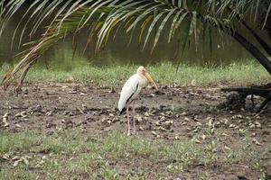 White Mycteria Storks feeding in a mangrove photo