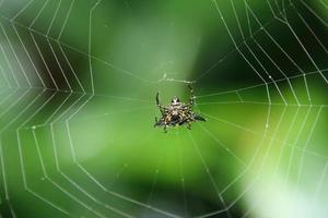 Araña espinosa de Hasselt boca abajo en una web foto