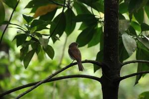 Mangrove Whistler up on the tree tops photo