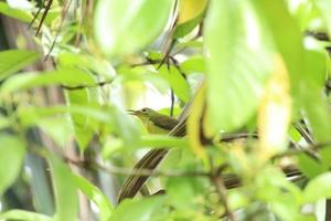 Brown Throated Sunbird on the tree tops photo