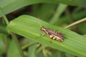 saltamontes de patas rufas en una hoja foto