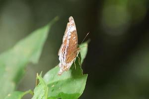 Knight Butterfly sun bathing with wings spread out photo