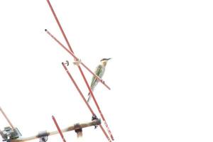 Blue tailed bee eater on an antennae looking for insects to eat photo